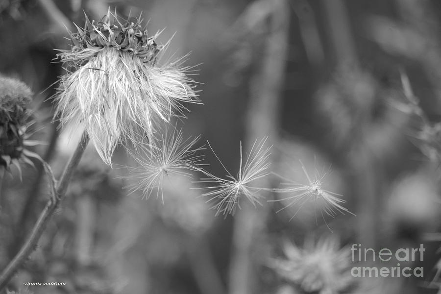 Thistle Seeds 2 BW Photograph by Tannis  Baldwin
