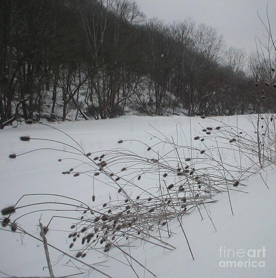 Winter Photograph - Thistle Seeds by Vonicia Verton