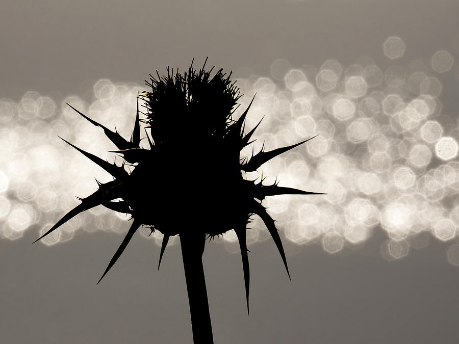 Nature Photograph - Thistle Silhouette - 365-11 by Inge Riis McDonald