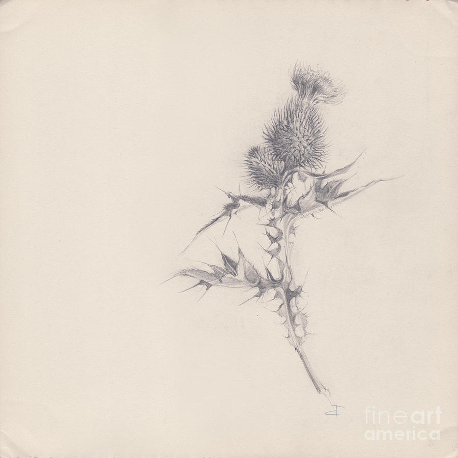 Thistle Sketchpad Page Drawing by Paul Davenport
