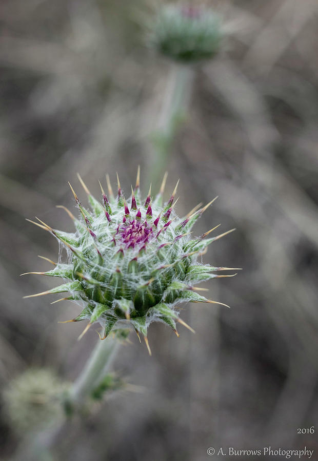 Thistle Spikes Photograph by Aaron Burrows