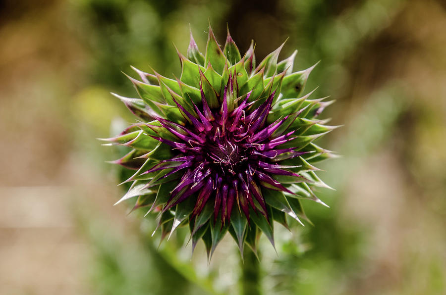Thistle Photograph by Synda Whipple