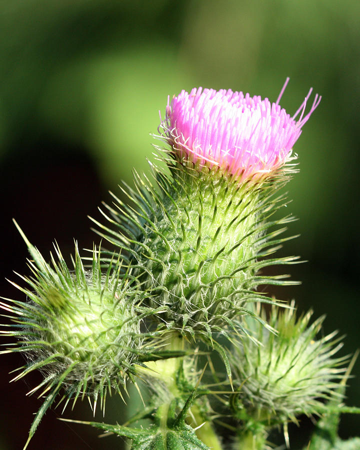 Thistle Photograph by Tali Stone | Fine Art America