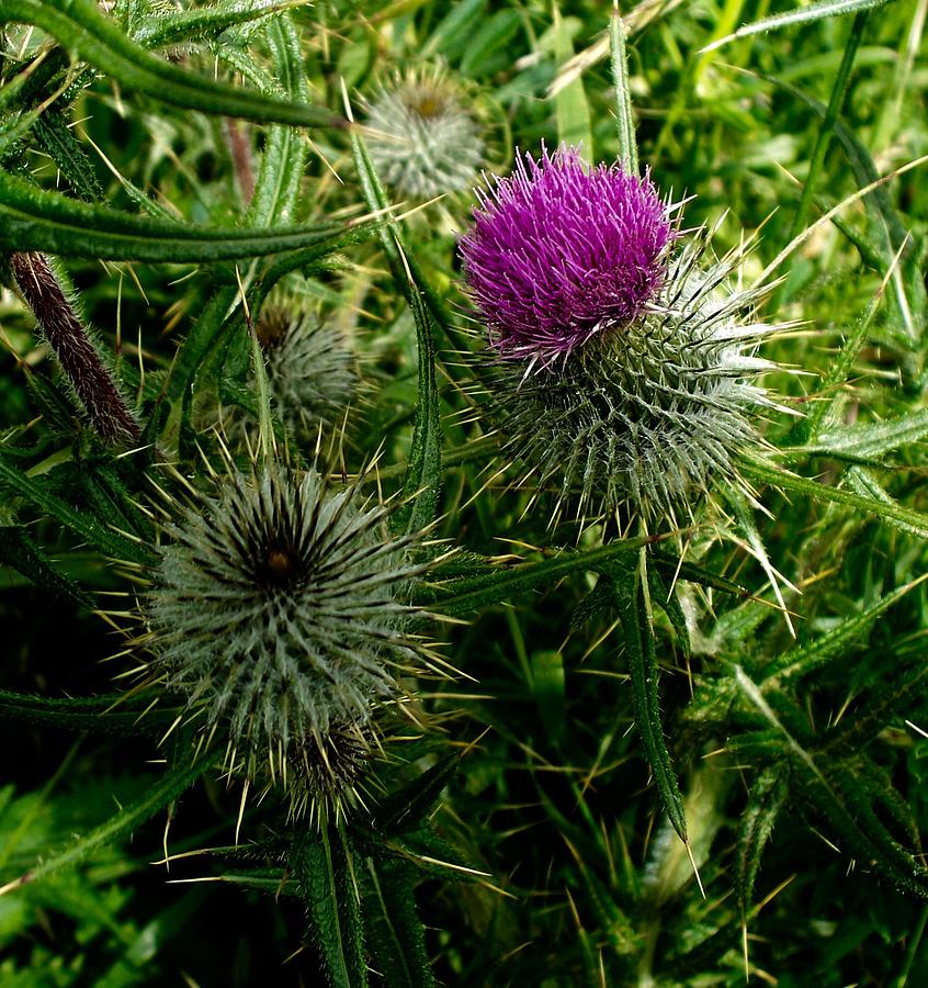 Thistle the Flower of Scotland Photograph by Kenlynn Schroeder