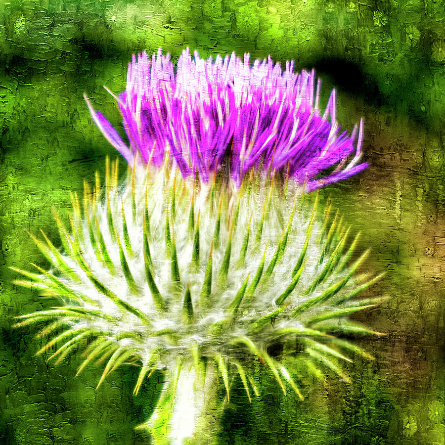 Thistle - The flower of Scotland Photograph by John Paul Cullen