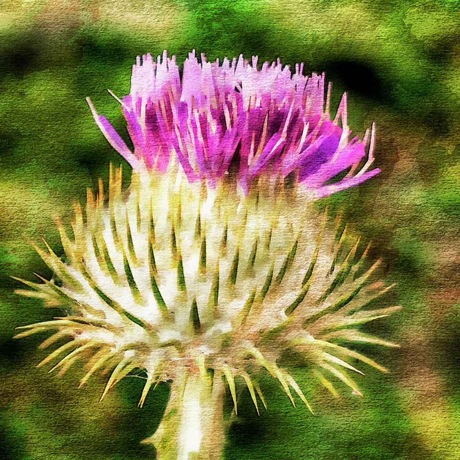 Thistle - The flower of Scotland watercolour effect. Photograph by John Paul Cullen