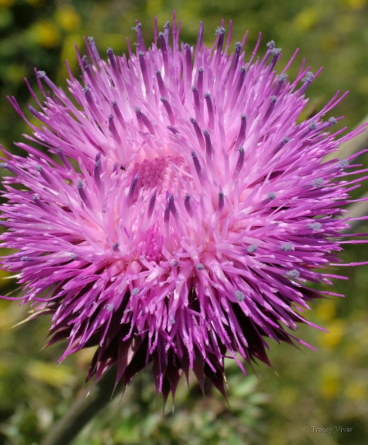 Thistle Photograph by Tracey Vivar