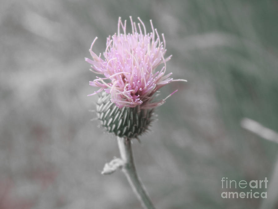 Thistle Wildflower Photograph by Ella Kaye Dickey