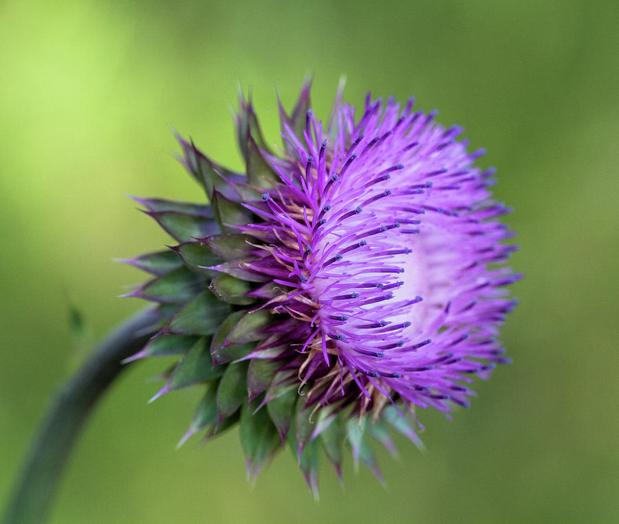 Thistle Wildflower Photograph by Kathy Clark