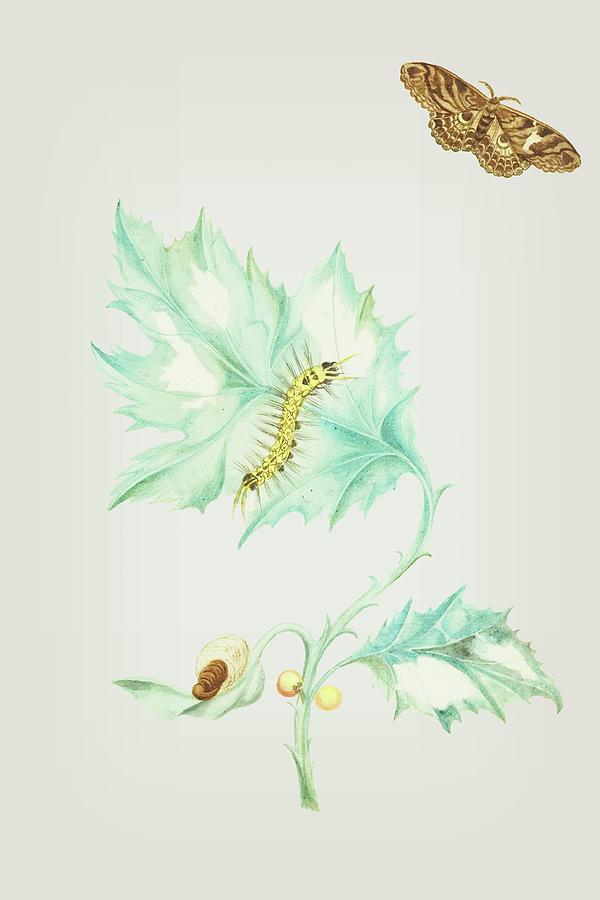 Thistle With Caterpillar And Butterfly by Cornelis Markee 1763 Mixed Media by Movie Poster Prints