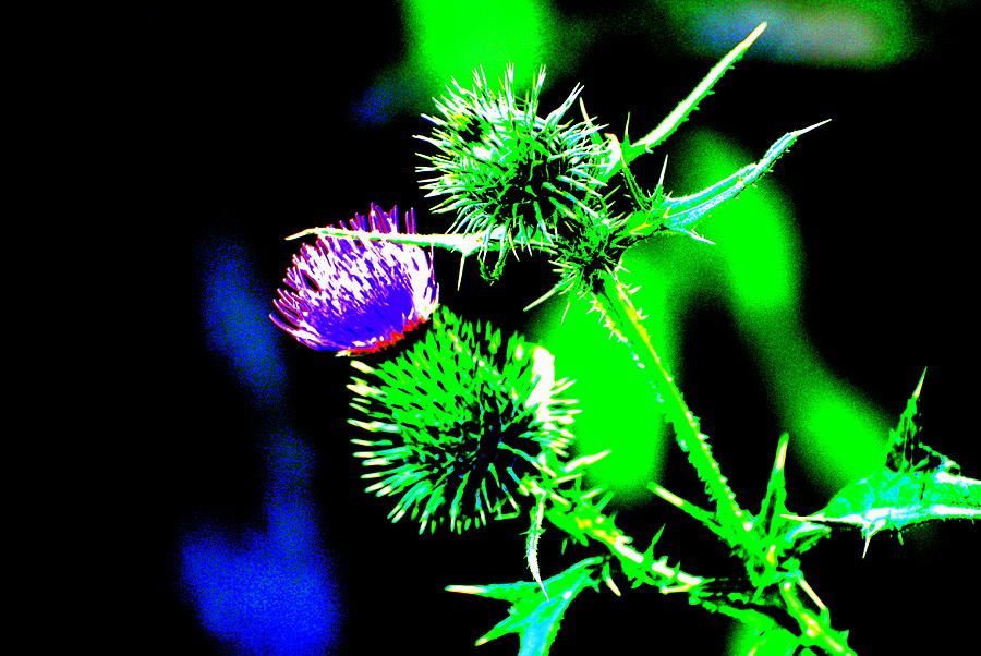 Thistle with style Photograph by Douglas Pike
