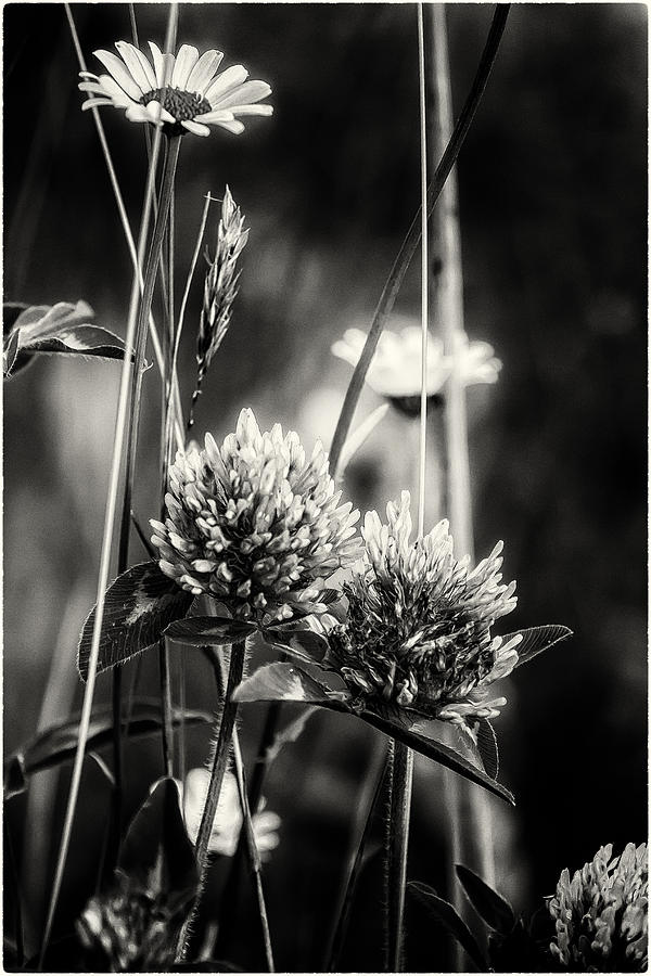 Clover and Daisies BW Photograph by Belinda Greb