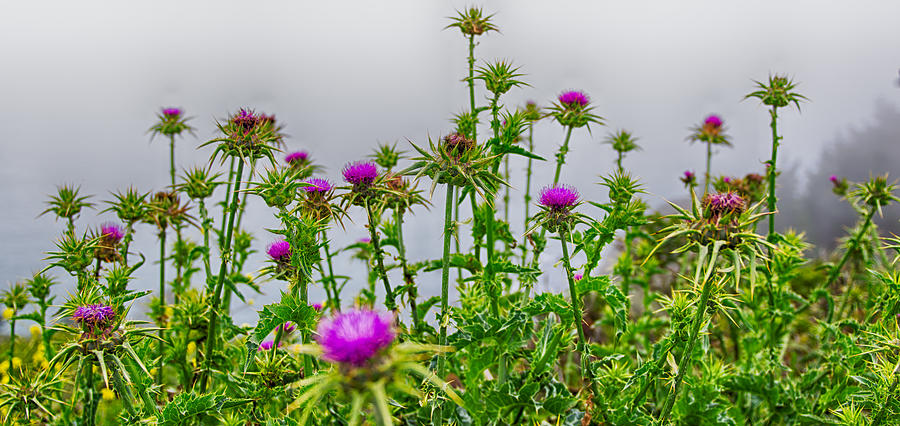 Thistles In Bloom at Muir Beach Overlook in Northern California Photograph by Brian Ball