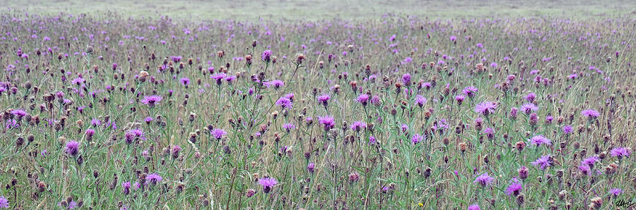 Thistles Photograph by Laura Hol Art