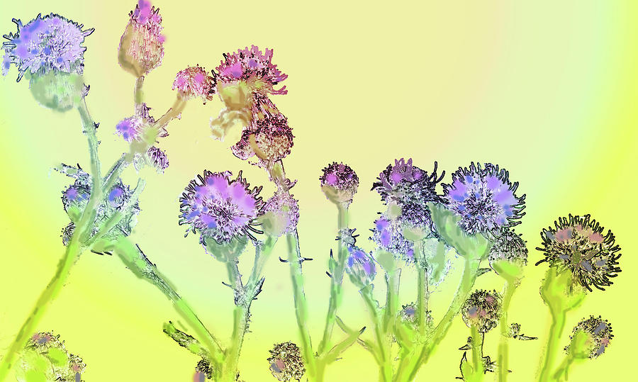 Flower Digital Art - Thistles Under The Sun by Ian  MacDonald