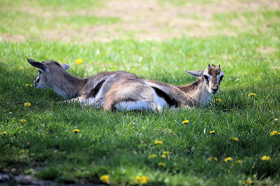 Thompson Gazelles Photograph by Theresa Campbell