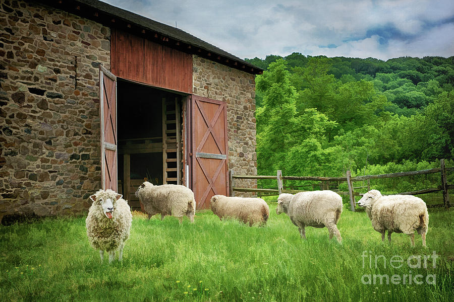 Thompson-Neely Farmstead Sheep Photograph by Priscilla Burgers