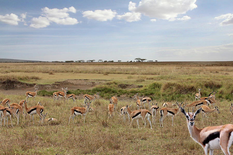 Thomson Gazelle Herd in African Landscape Photograph by Gill Billington