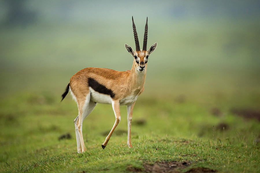 Thomson gazelle stands facing camera on mound Photograph by Ndp - Fine ...