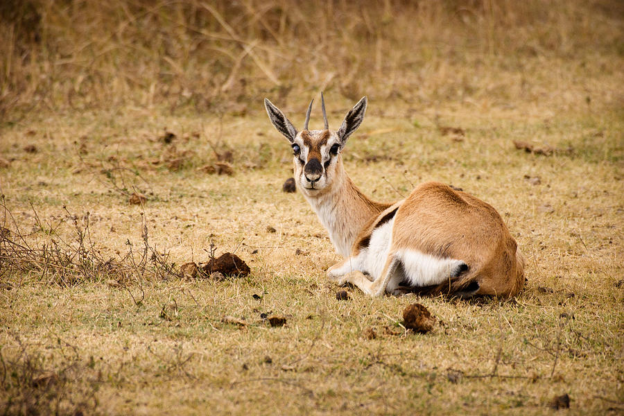 Animal Photograph - Thomsons Gazelle by Adam Romanowicz