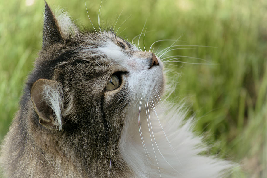 Thor Wonders Photograph By Alison Squiers - Fine Art America