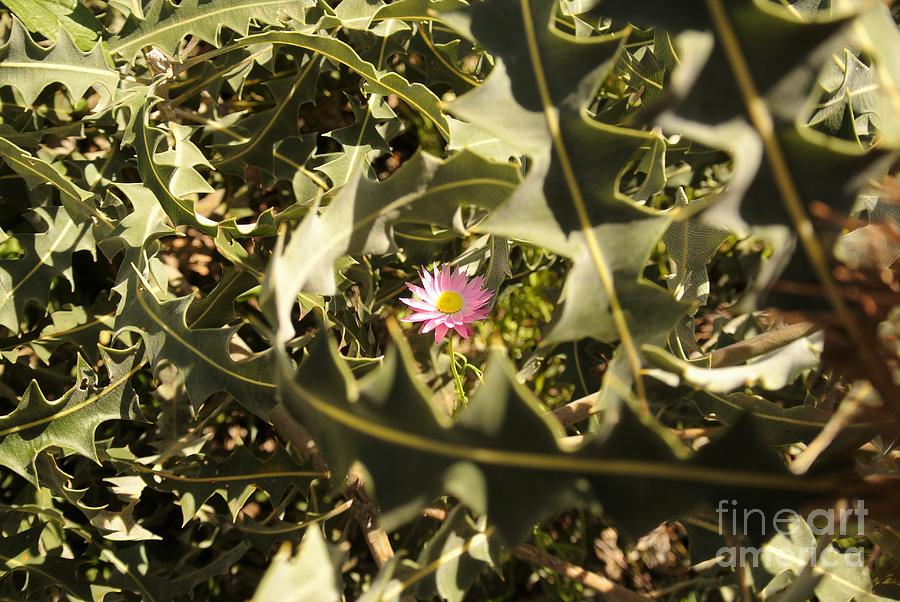Flowers Photograph - Thorn Love by Oscar Moreno Flowers Photograph - Thorn Love by Oscar Moreno