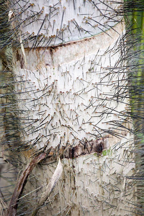 Thorn Tree Photograph by Aivar Mikko