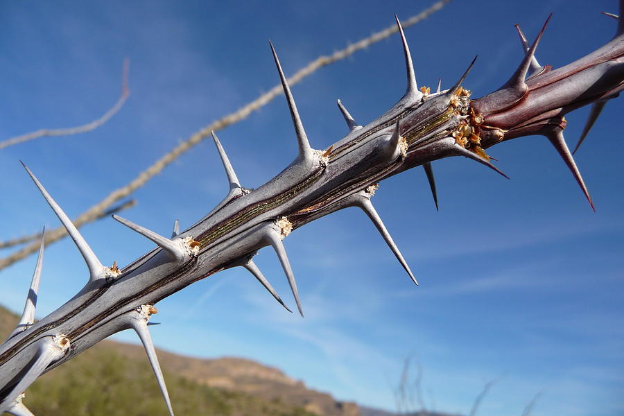 Thorns along the Apache Trail Photograph by Joel Deutsch