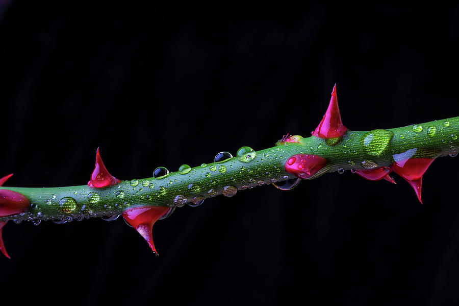 Thorns And Dew Photograph by Garry Gay