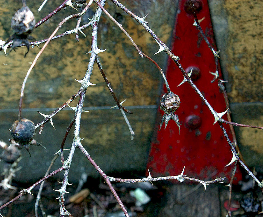 Thorns and Red Triangle Photograph by Barbara  White