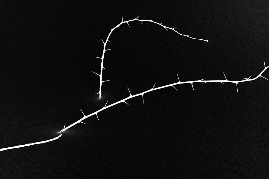 Thorns and Snow 3 BW Inverted Photograph by Mary Bedy