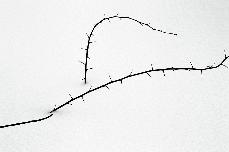 Thorns and Snow 3 BW Photograph by Mary Bedy