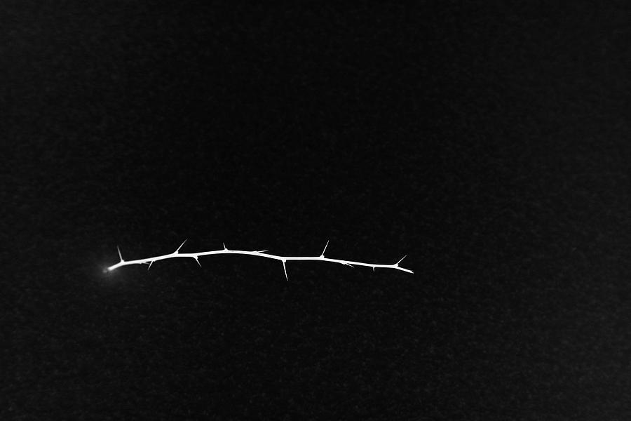 Thorns and Snow 4 BW Inverted Photograph by Mary Bedy