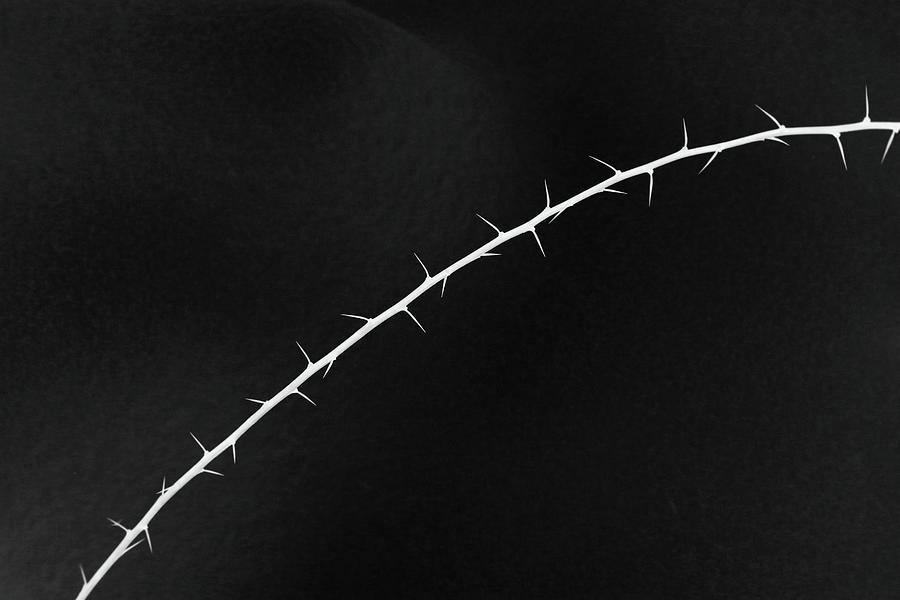 Thorns and Snow BW Inverted Photograph by Mary Bedy