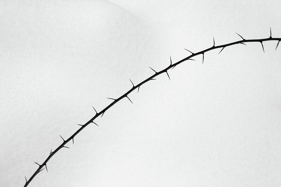 Thorns and Snow BW Photograph by Mary Bedy