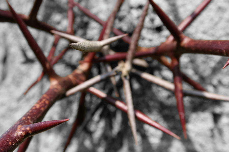 Thorns Photograph by Dylan Punke