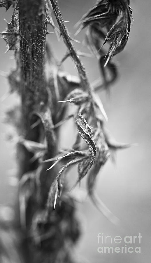 Nature Photograph - Thorns by Gabriela Insuratelu