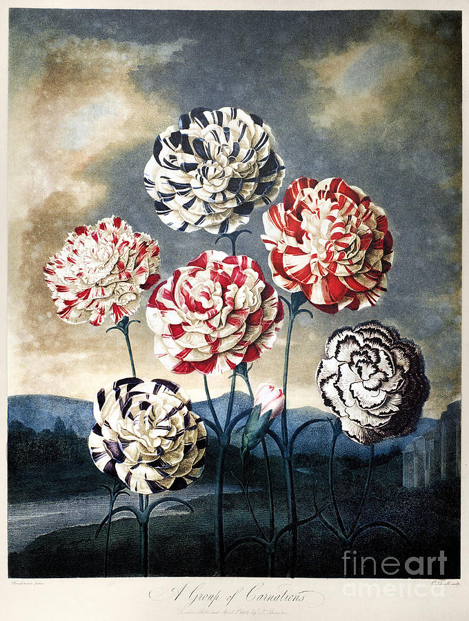 Thornton: Carnations Photograph by Granger