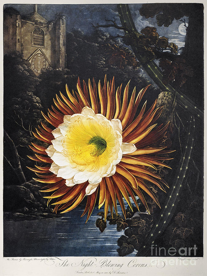 Thornton Cereus Photograph by Philip Reinagle and Abraham Pether