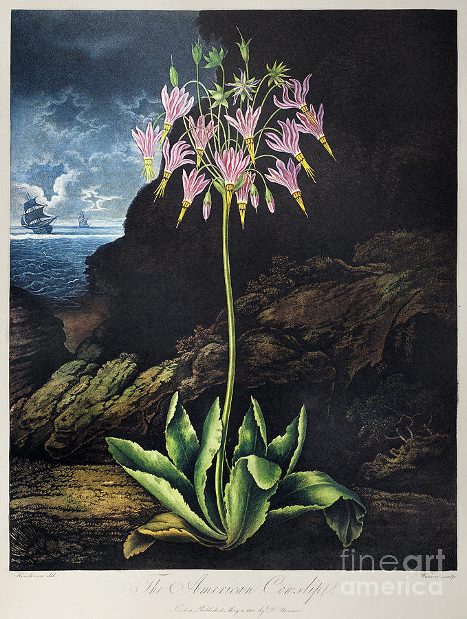 The American Cowslip Photograph by Peter Henderson
