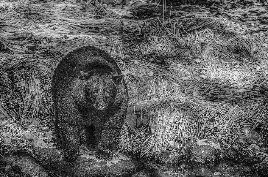 Thornton Creek Black Bear Photograph by Roxy Hurtubise