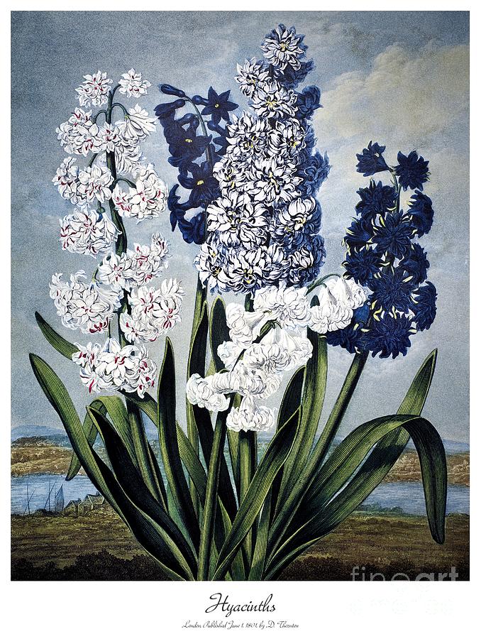 Hyacinths Painting by Sydenham Teak Edwards