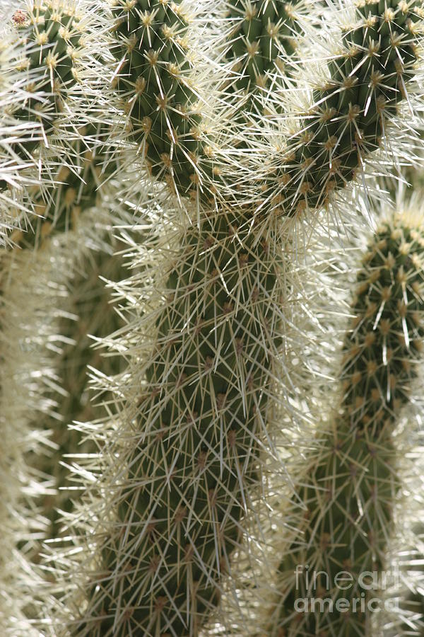 Nature Photograph - Thorny Cactus by Carol Groenen