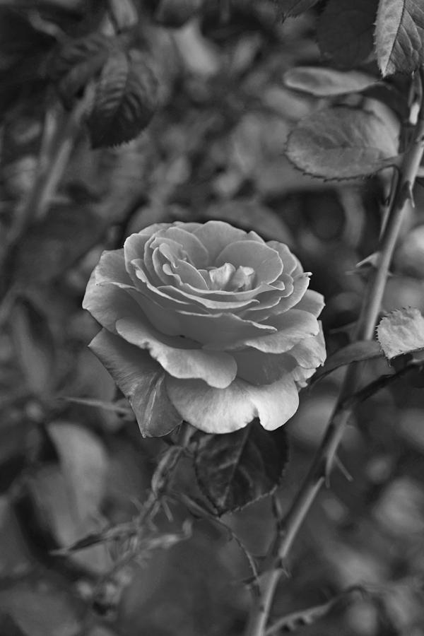 Thorny Rose Boston Public Garden Boston MA Black and White Photograph by Toby McGuire