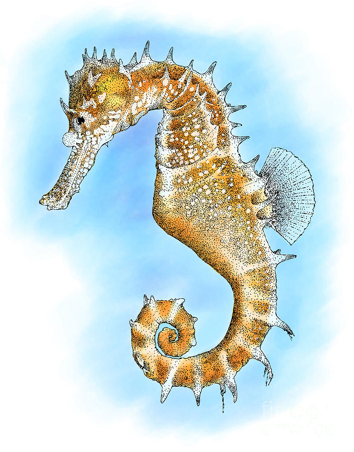 Thorny Seahorse Photograph by Roger Hall