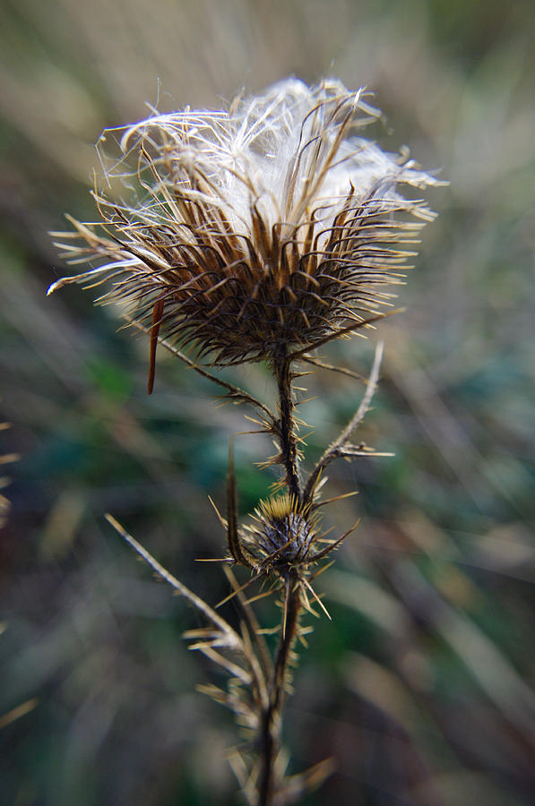 Thorny Thistle Photograph by Adria Trail