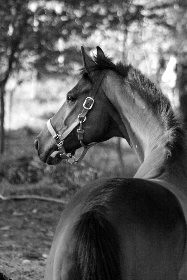 Black And White Photograph - Thoroughbred - Black and White by Angela Rath
