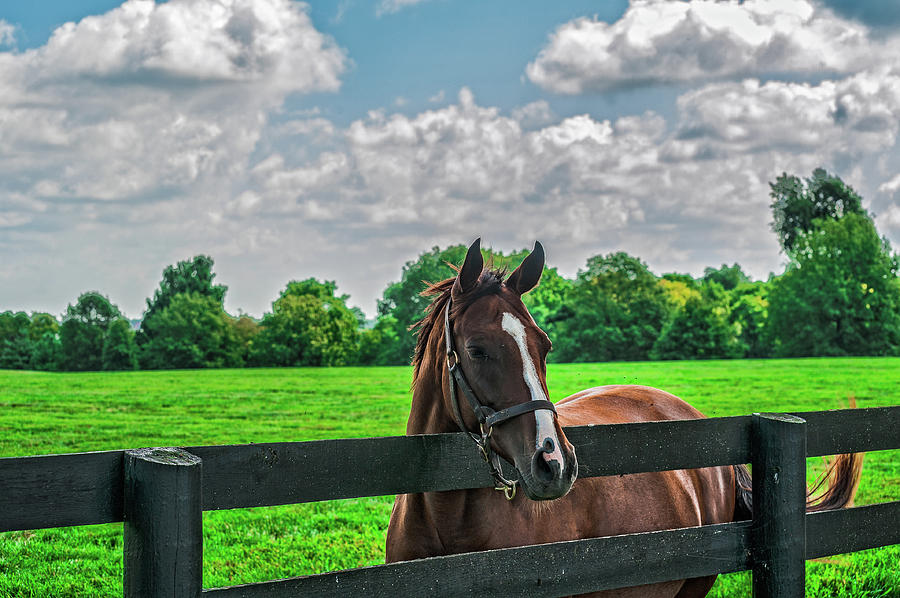 Horse Photograph - Thoroughbred by Barry Fowler