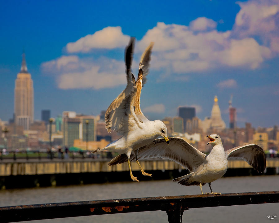 Those Jersey Gulls  Photograph by Chris Lord