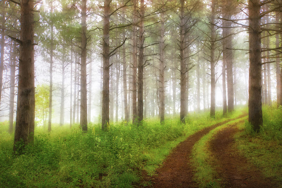 Through the Forest Photograph by Jennifer Rondinelli Reilly - Fine Art Photography